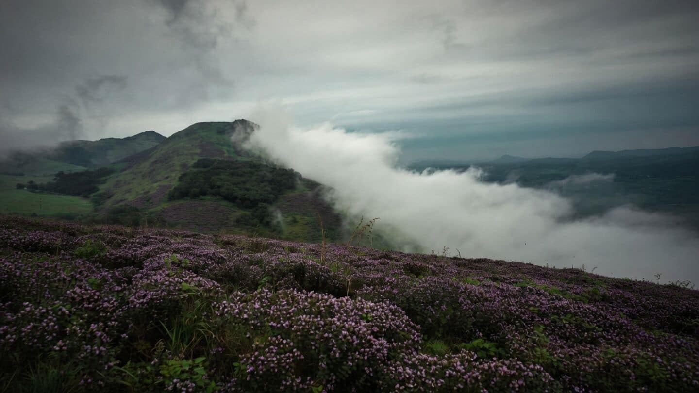 Munnar neelakurinji bloom draws crowds with Chokramudi trekking allowed