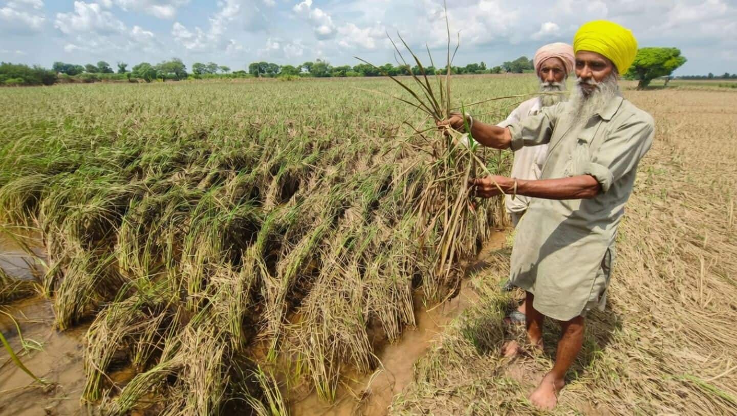 Iran war impacts basmati exports from MP: What's the crisis