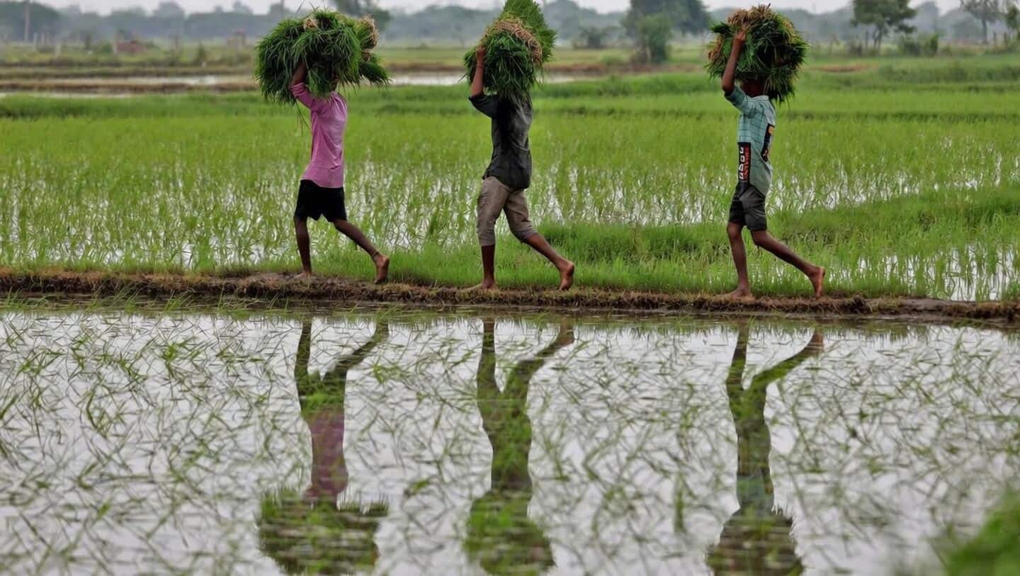 FAO WMO warn hotter drier weather threatens India's rice farming