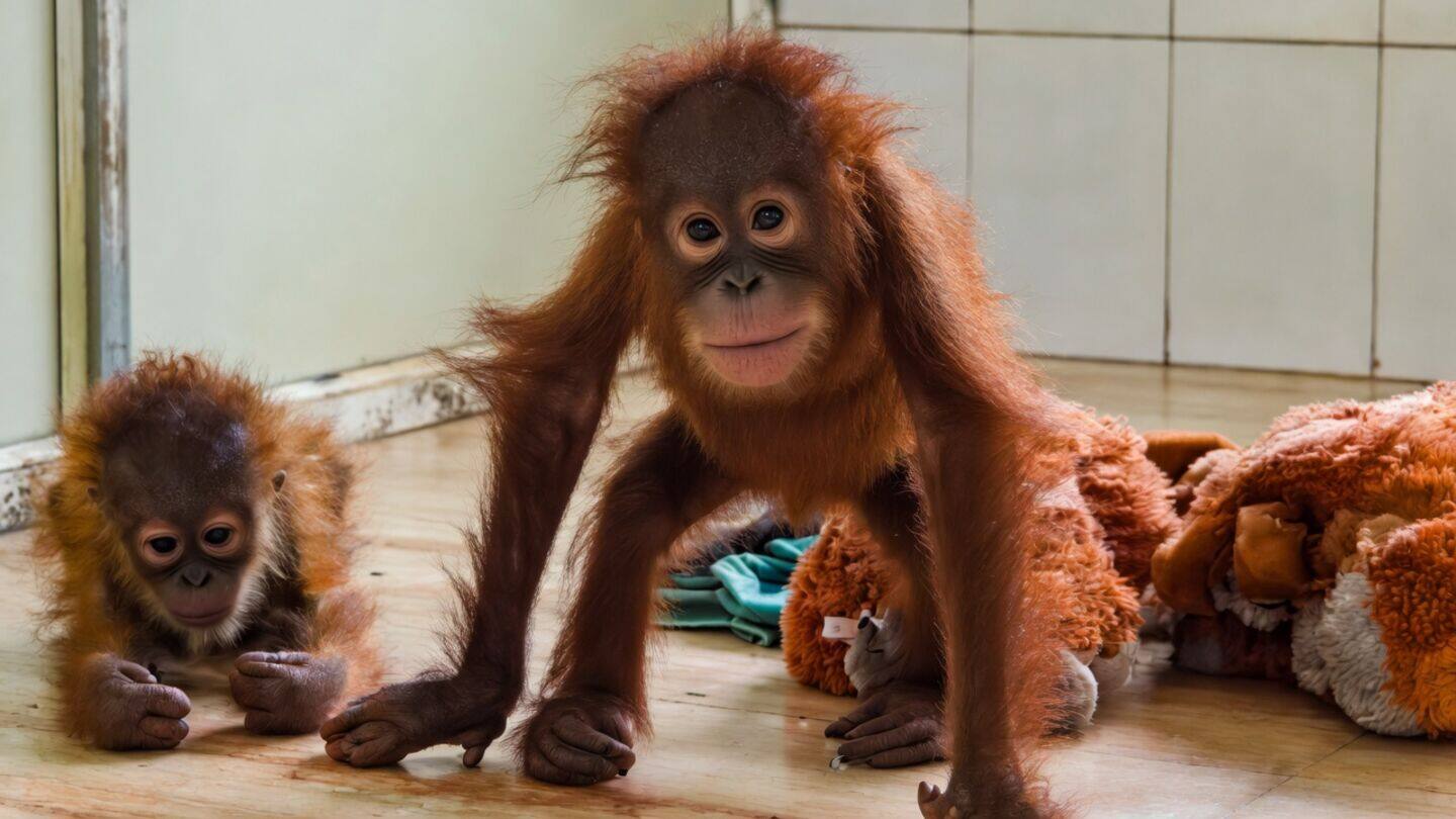 Balasore baby orangutans housed at Nandankanan Zoo pending genetic tests