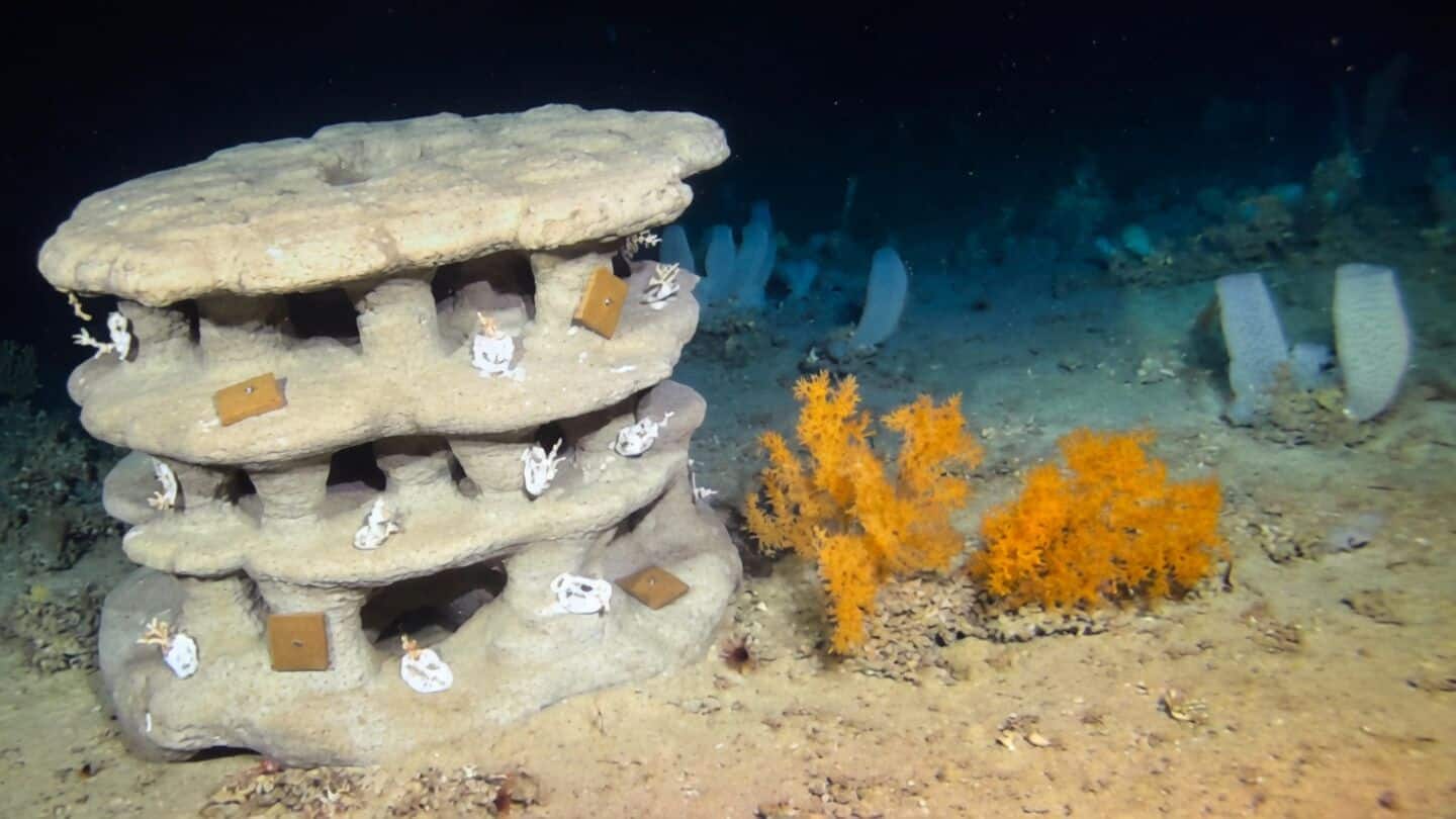 Scientists place 23 reefs off Ireland, France to restore corals