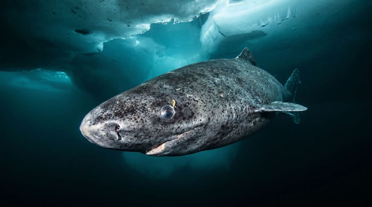 Greenland shark may live 250-500 years in icy North Atlantic