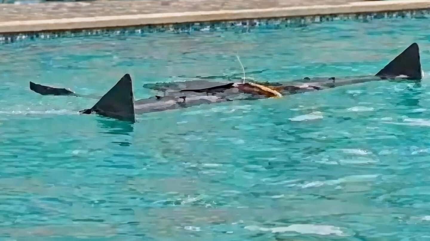 Meet Avataar, India's 1st amphibious drone that can dive underwater