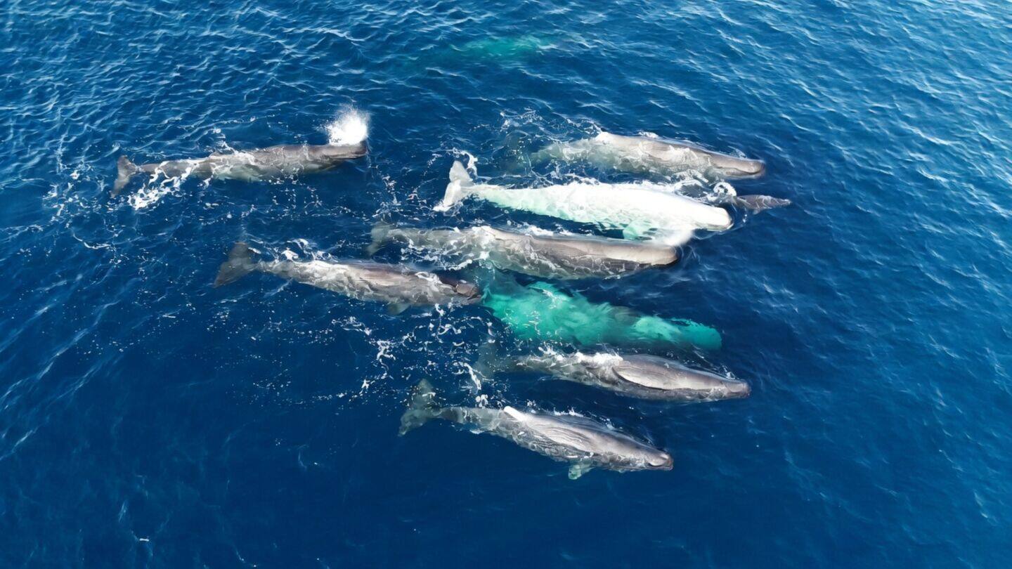 Mediterranean sperm whales use distinct fast and slow click dialects