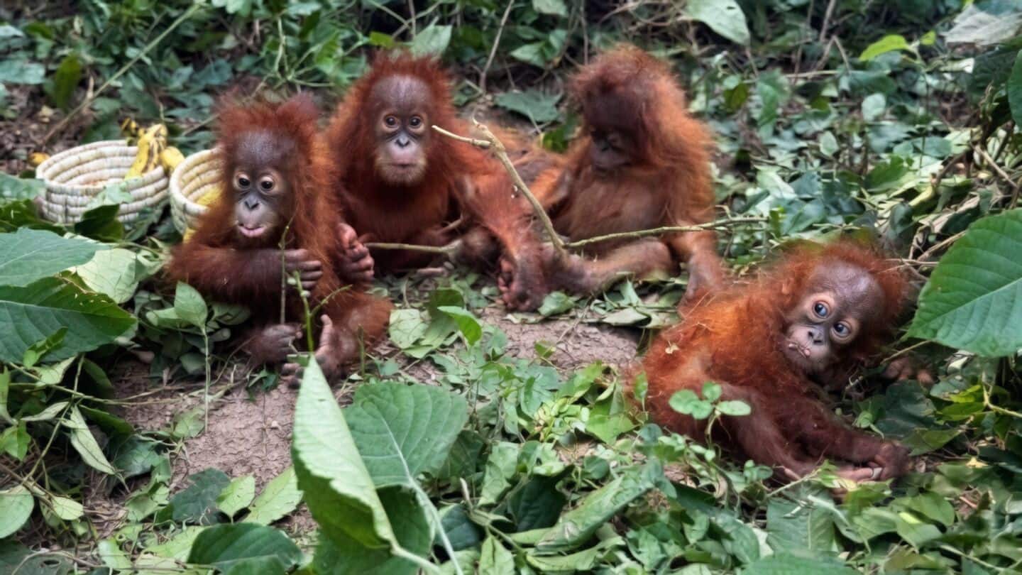 Five orangutan infants abandoned near Udayapur-Talsari forest worth 25L each