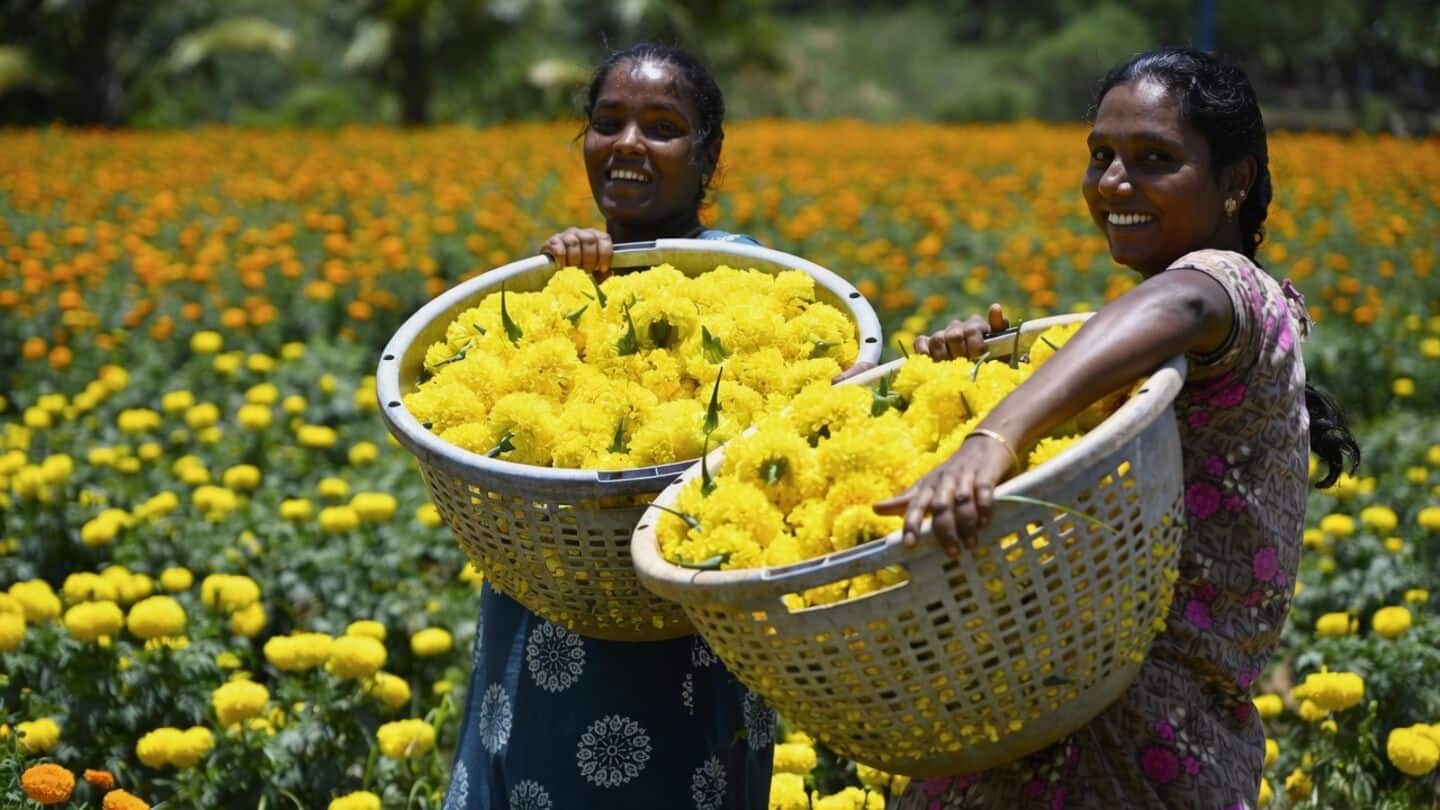 Kerala marigold prices rise ahead of Onam on August 21