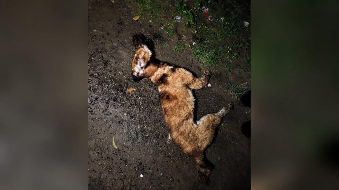 Rabid dog bites 18 in Gujarat, victims receive anti-rabies shots