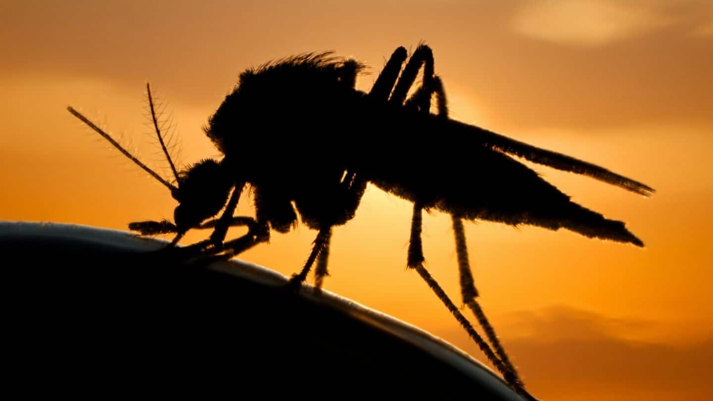 Carbon dioxide is mosquitoes' 1st clue, says Rickard Ignell