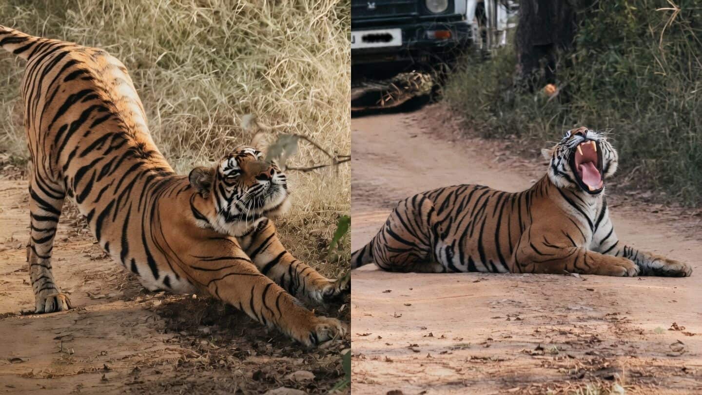 Tiger naps on Ranthambore track stopping about 30 safari jeeps