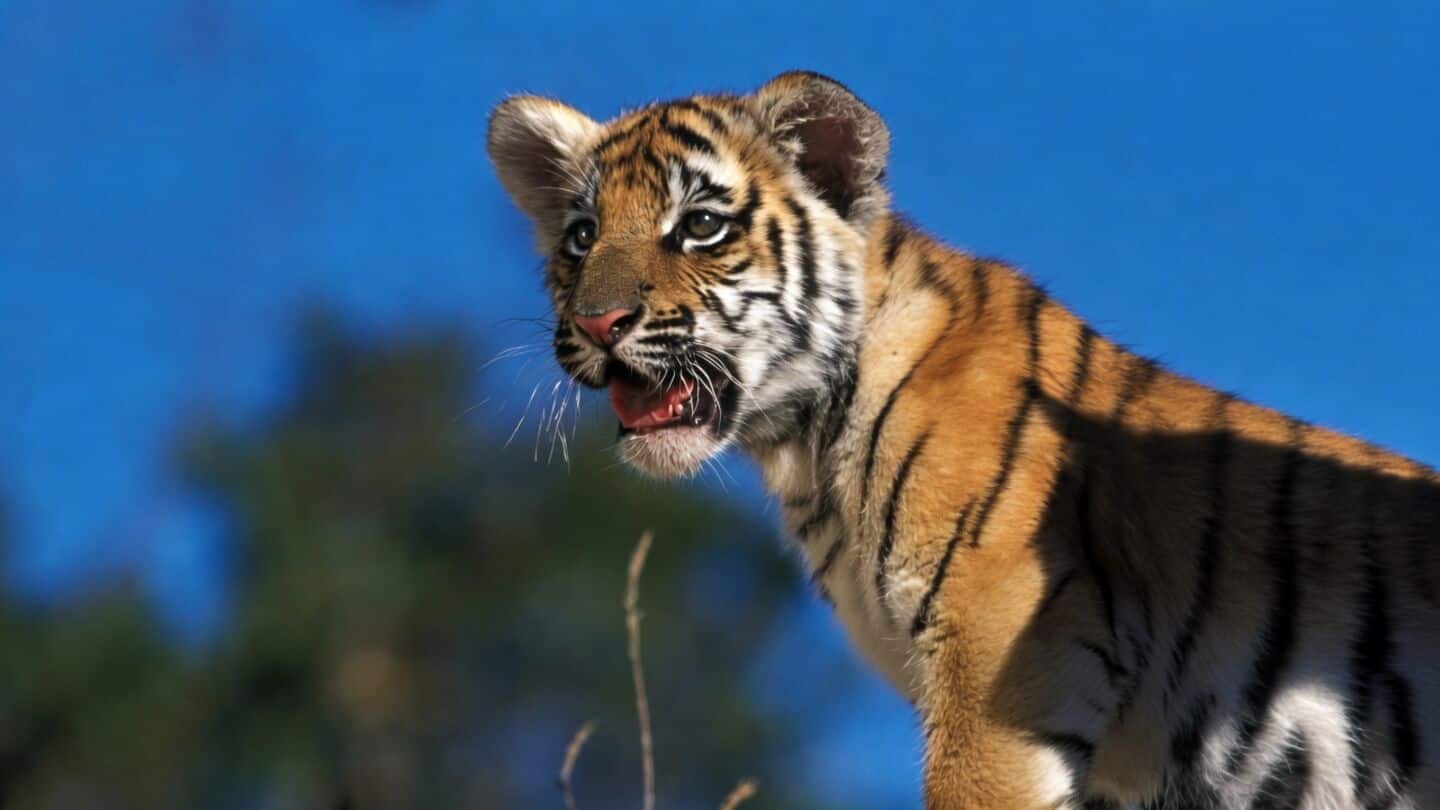 WWF finds global wildlife populations down 73% since 1970