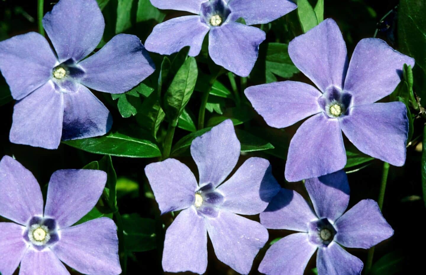 Periwinkle's new service makes it easy to host at Protocol