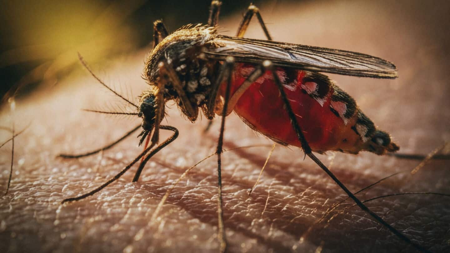 Google's Debug seeks EPA approval for Wolbachia mosquito releases
