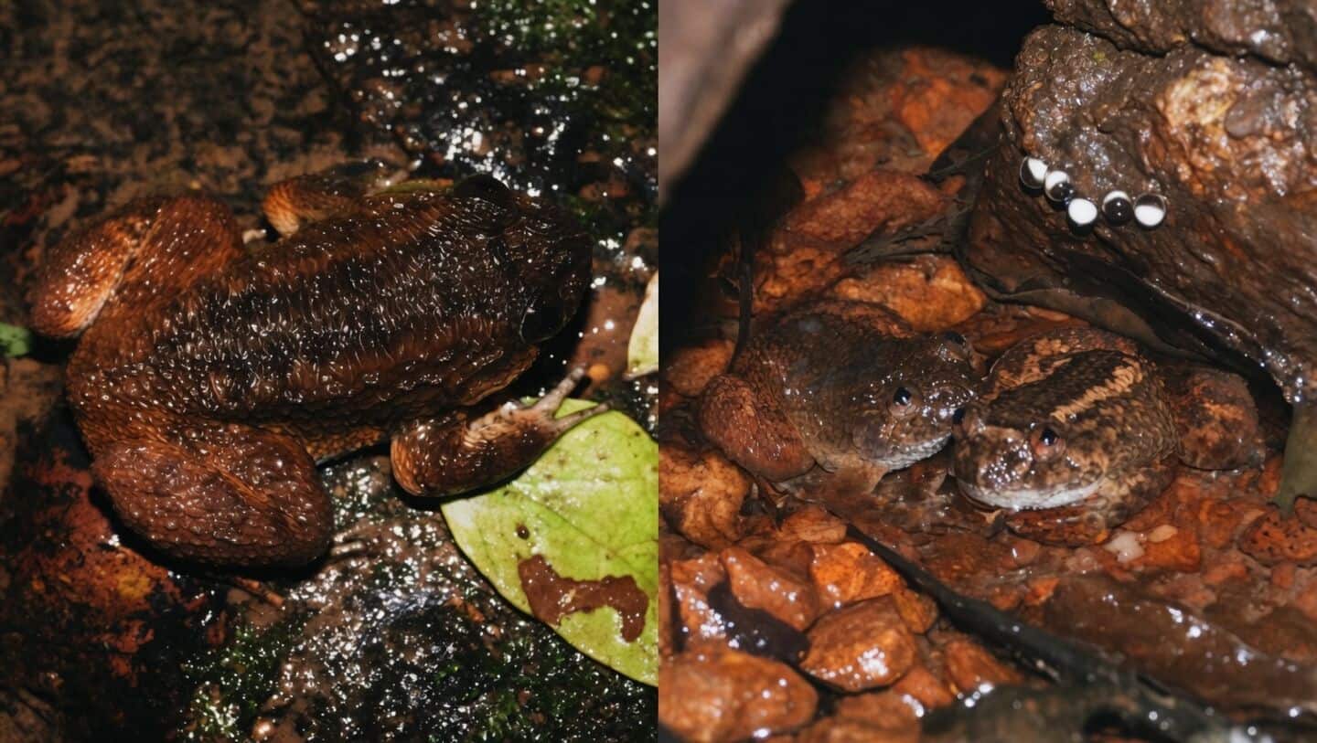 Researchers confirm new Nyctibatrachus kali night frog in Western Ghats