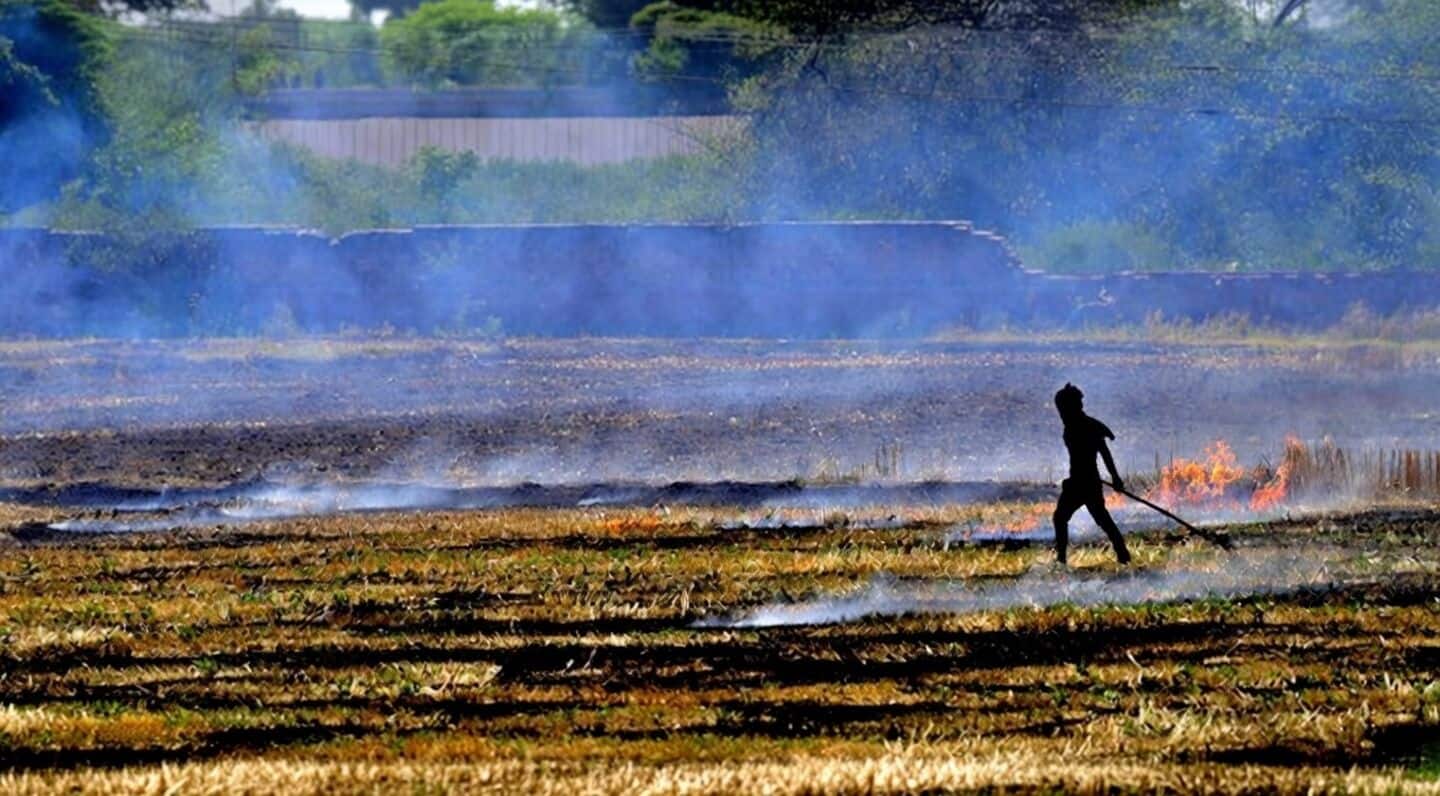 Punjab logs season high 1,447 farm fires, total 6,154