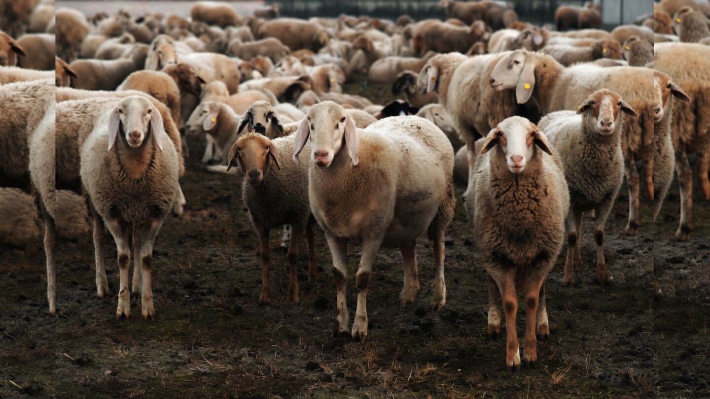 Punjab contractors' ₹20k-₹25k fees halt ₹12cr-₹14cr mutton imports to Kashmir