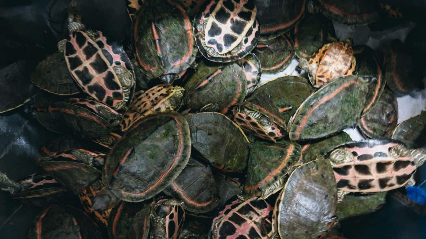 Madhya Pradesh police intensify crackdown on turtle trafficking via trains