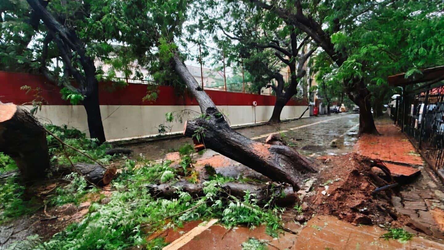 Mumbai monsoon topples 1,700+ trees since July 1, kills 3