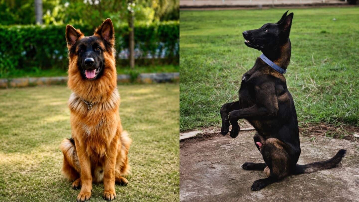 Maharashtra policy keeps retired police dogs with handlers, covers care