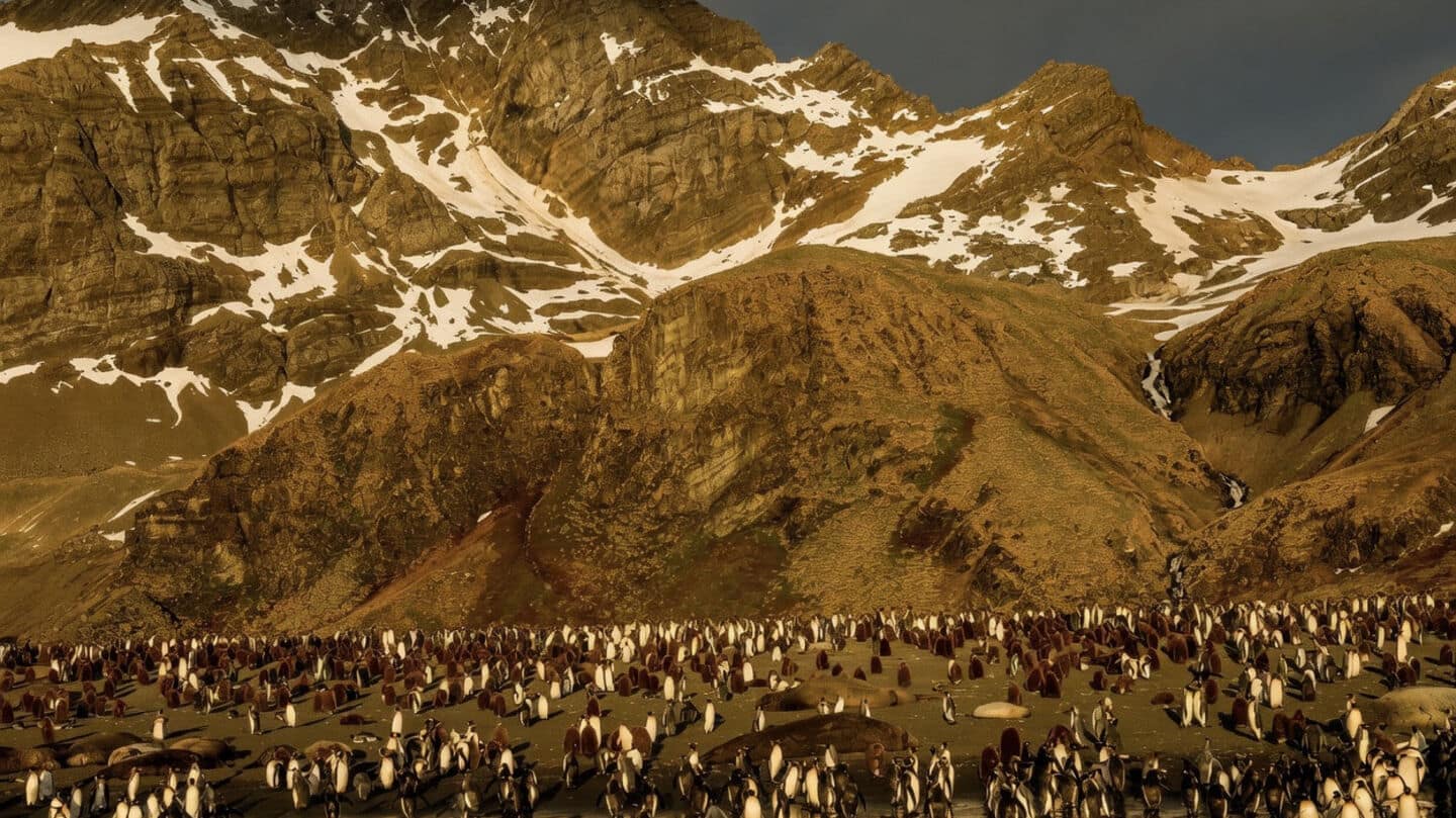 Zavodovski chinstrap colony loses 2 thirds, scientists blame warming seas