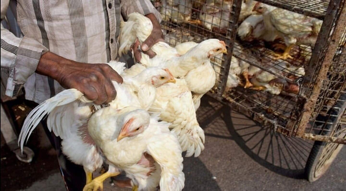 Bird flu outbreak at Patna university: 8,500 birds dead