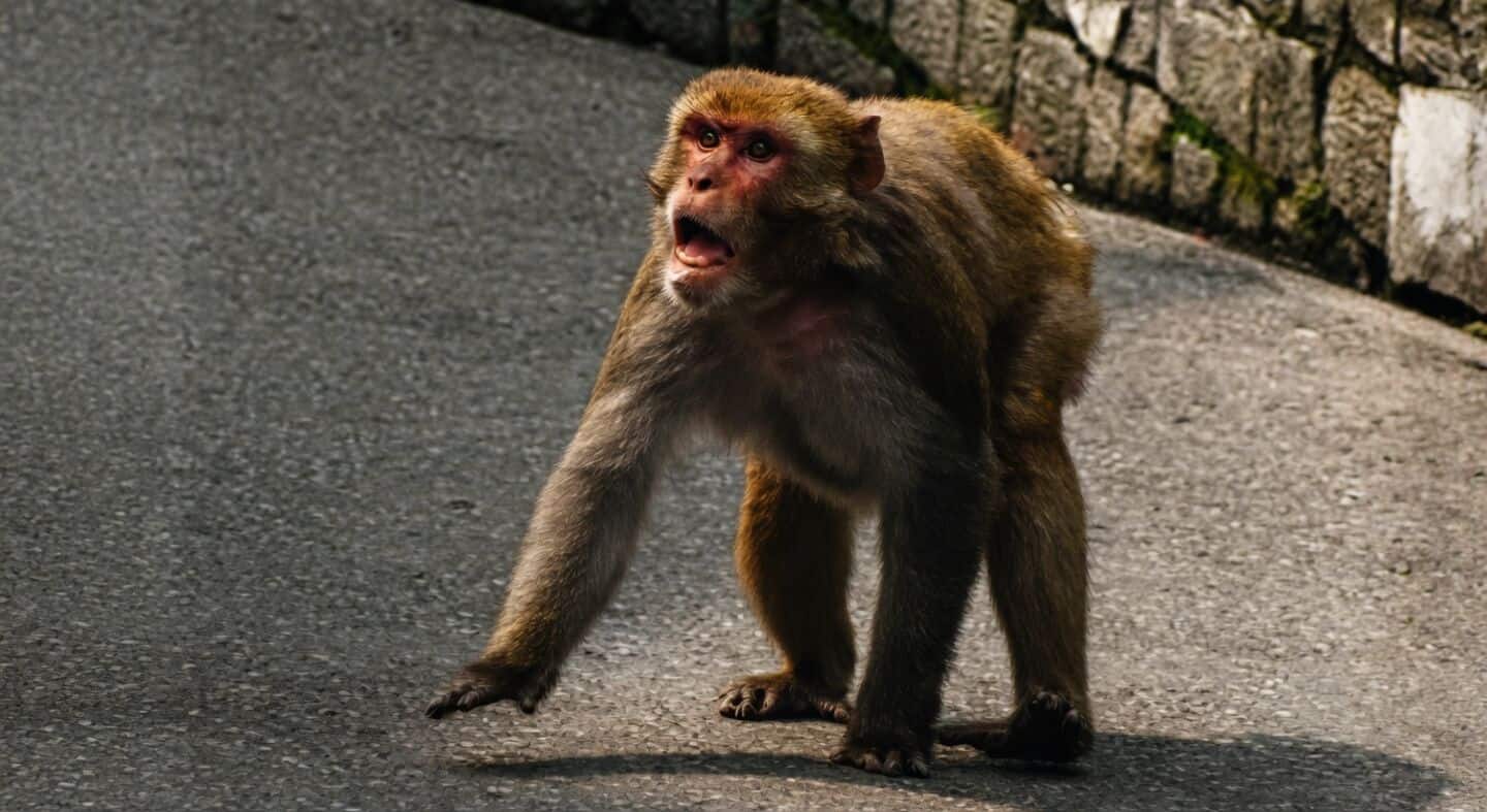 Kim Mihye allegedly bitten by monkey at Taj Mahal