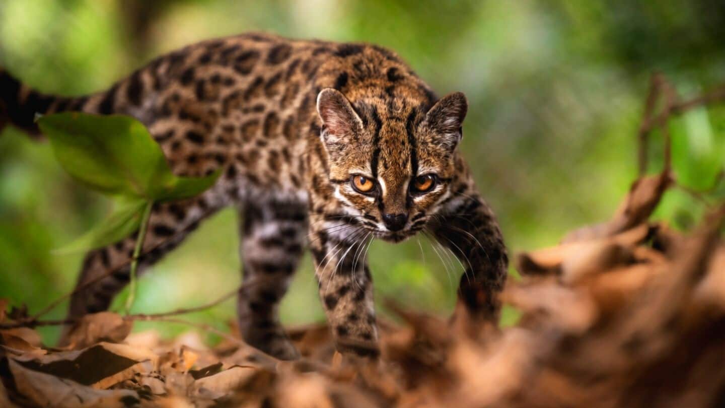 Paola Nogales-Ascarrunz and Jonas Lescroart identify Leopardus tilcayo in Bolivia