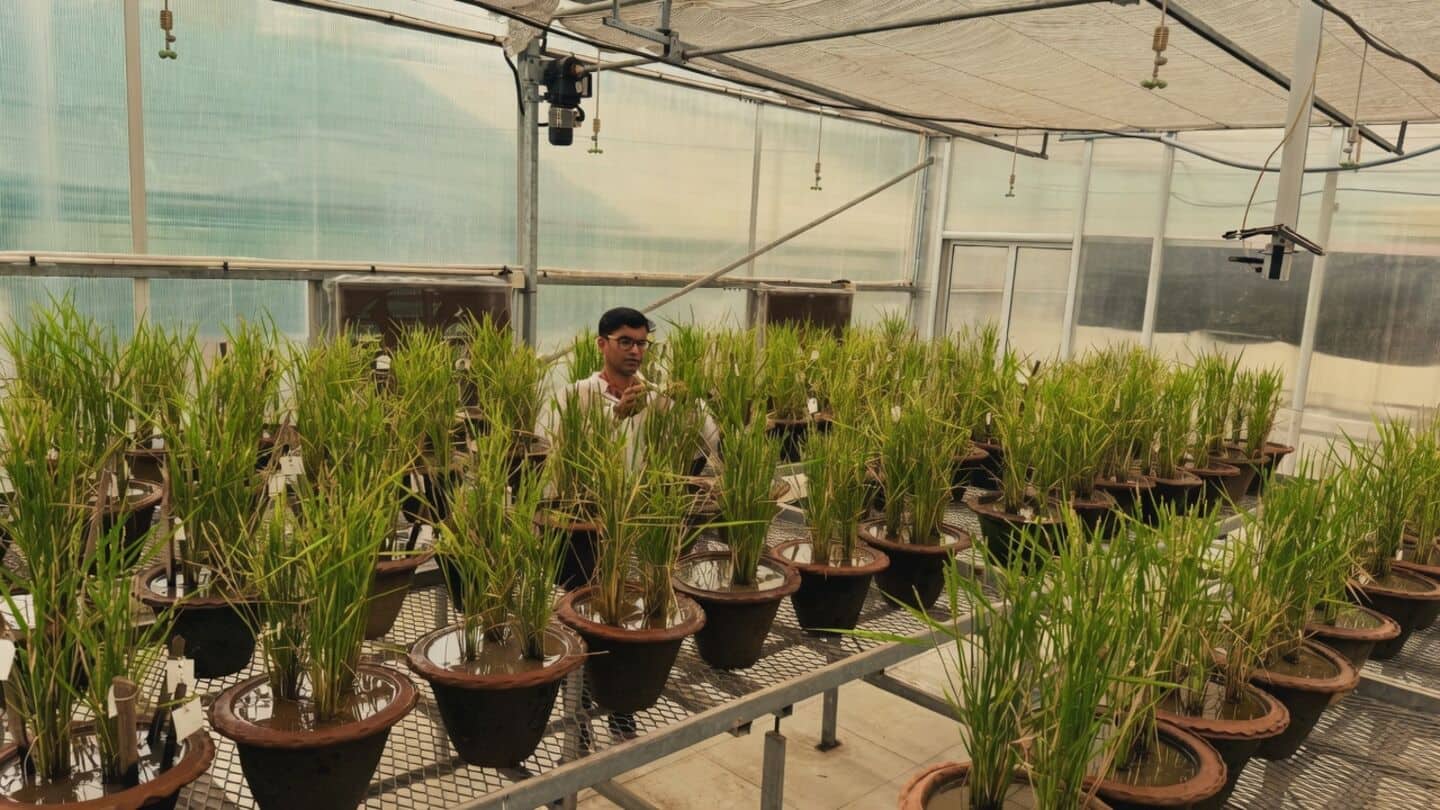 ICAR-NRRI scientists achieve 1st-in-India rice DNA edit with AI-designed OpenCRISPR-1