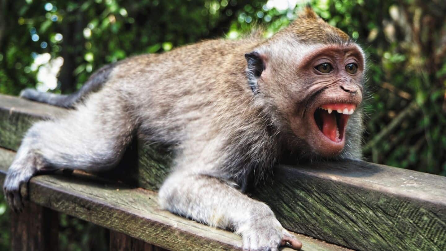 Bonnet macaque escapes Delhi zoo enclosure, injures caretaker Alok, visitor