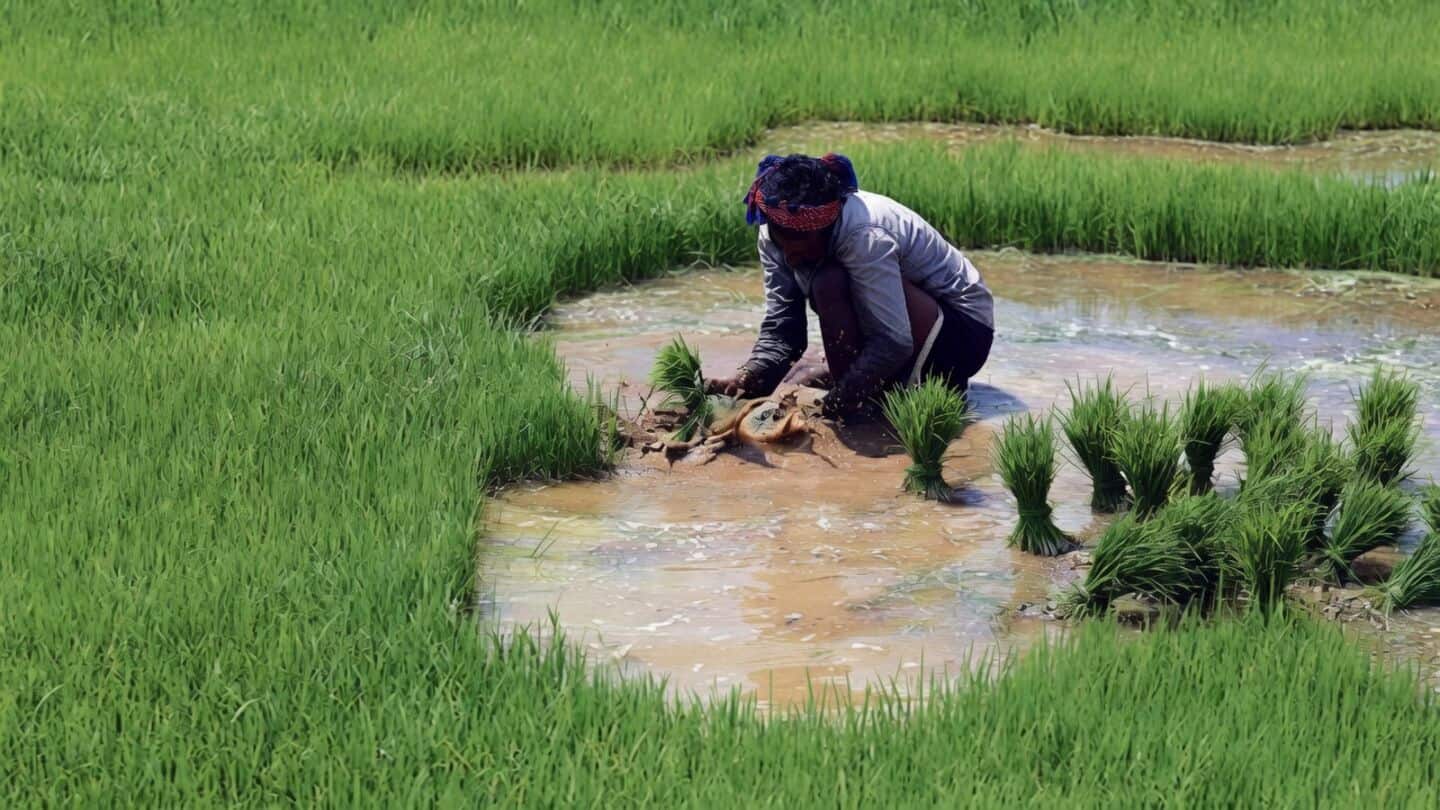 Paddy farmers nationwide to protest Monday, demand MSP ₹3,243
