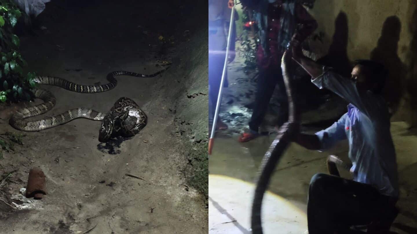 King cobra and python square off inside Bagaha, Bihar compound