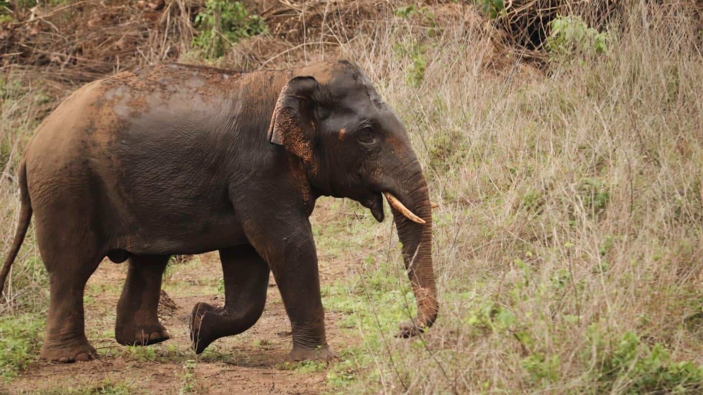 Kerala resident Raju, 65, killed by wild elephant in Wayanad