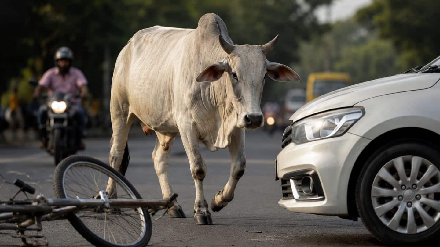 Supreme Court directs compensation for victims of stray cattle accidents