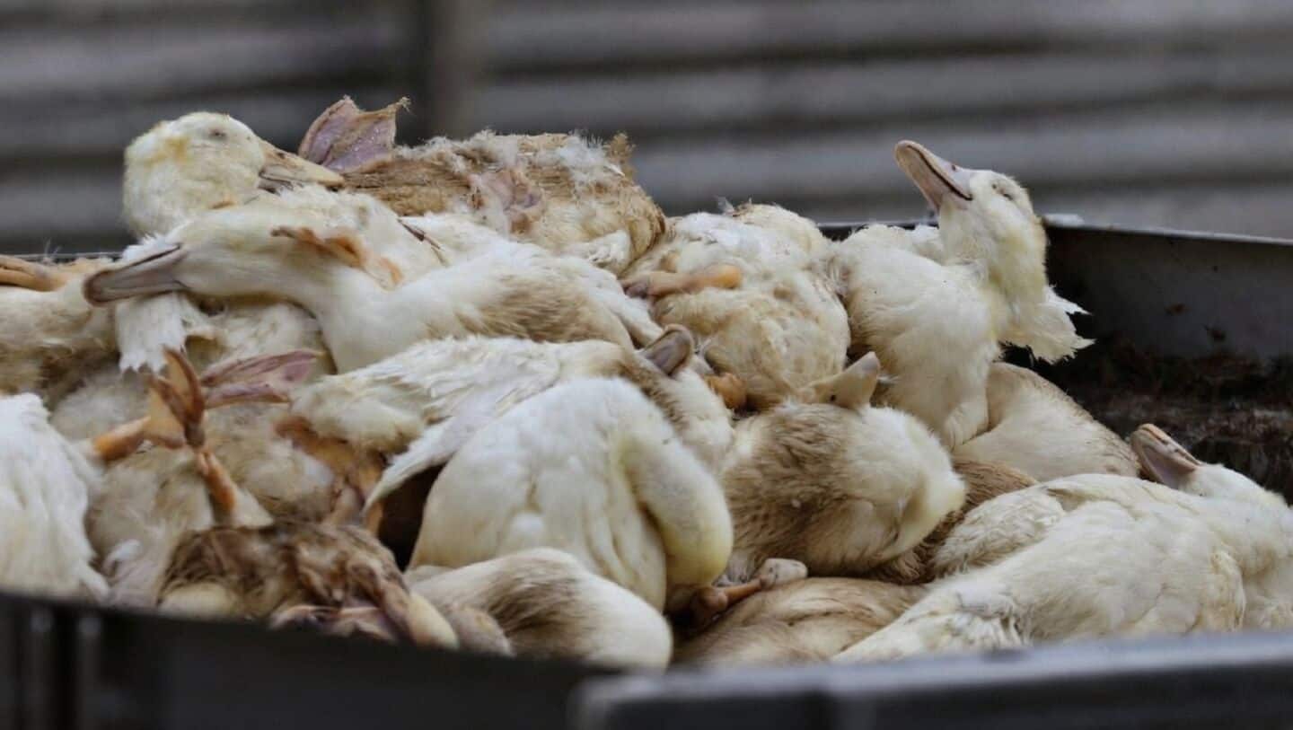 H5N1 bird flu detected in Mattikere near Bengaluru, rapid response