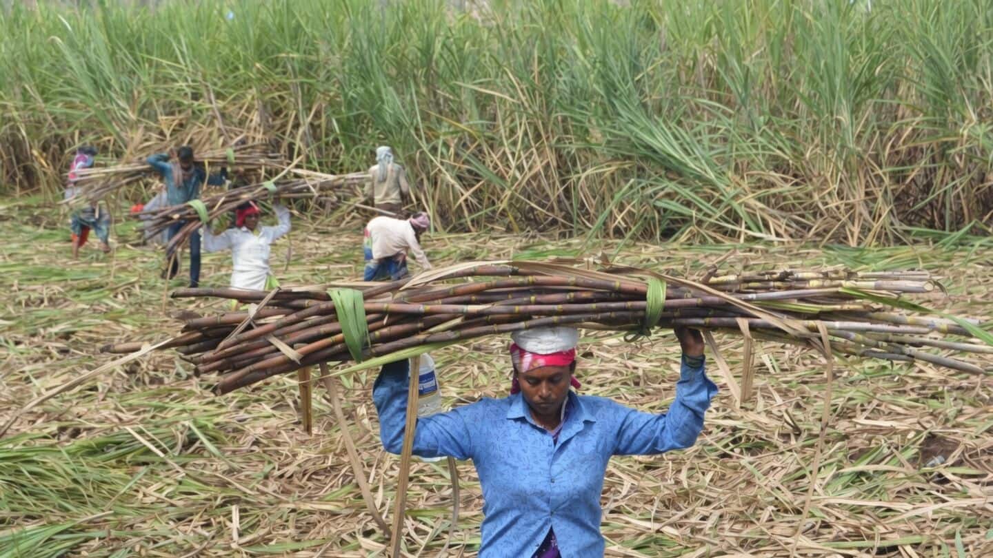 Maharashtra starts sugar crushing October 15, 2026 after 40% August 2026 surge