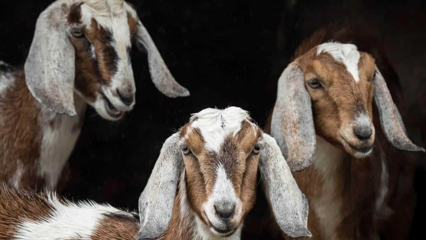 Pandharpur Muslims postpone Bakri Eid goat sacrifice for Vitthal devotees
