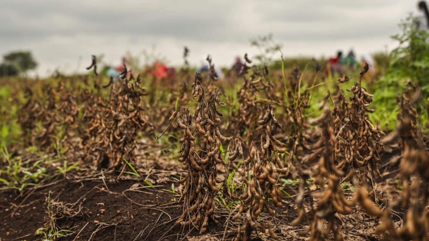 Maharashtra drought prompts farmers to demand early government declaration