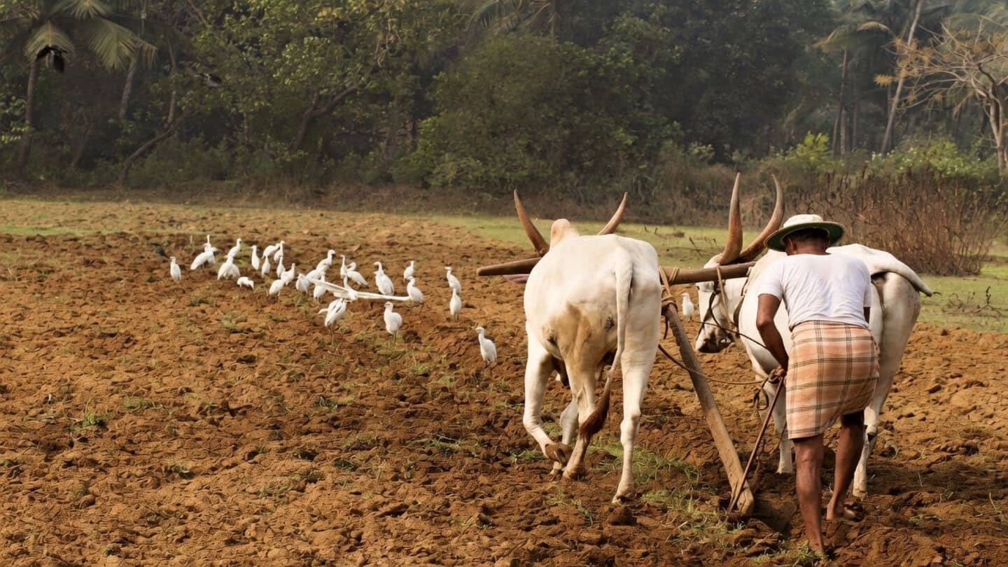 Union Cabinet, CCEA consider MSP hikes for 6 rabi crops
