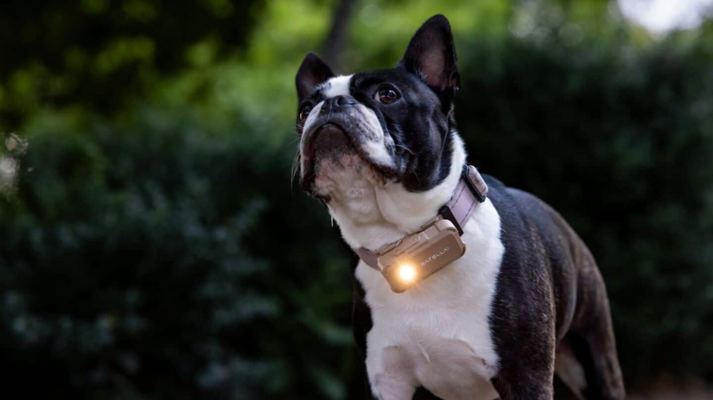 Satellai debuts Petsense AI at CES 2026 for dogs' health