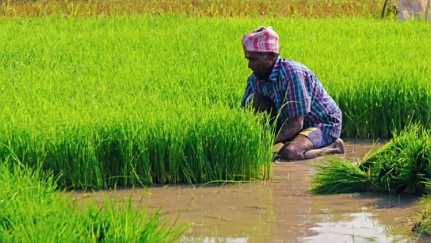 India's agriculture exports seen at $52.55 billion 2025-26 amid volatility