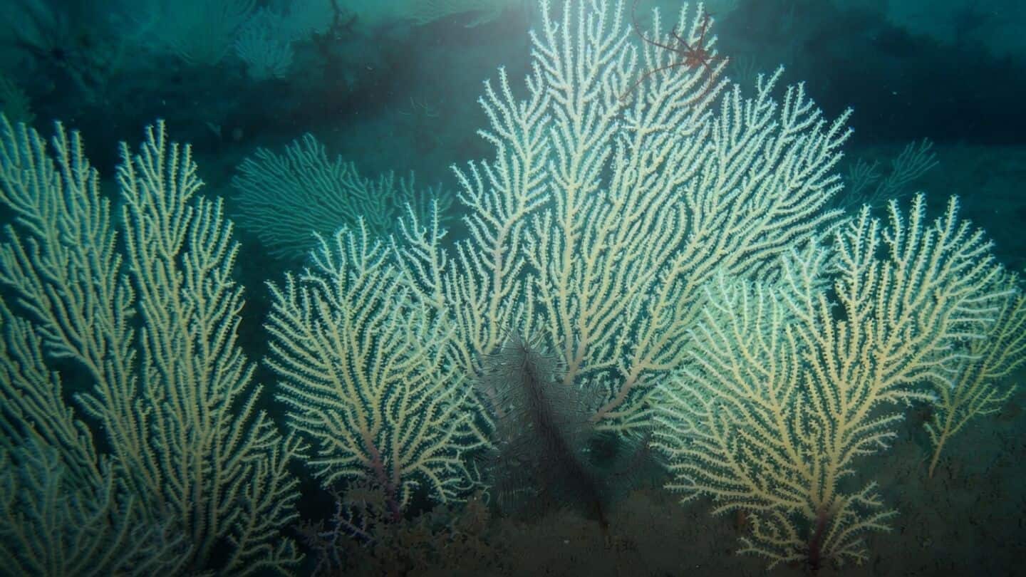 Scientists confirm Benin coral reef thought dead since 1960s