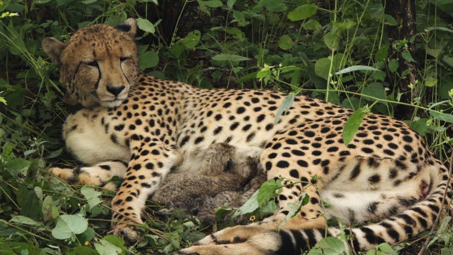 Five cubs push India's cheetah count to 60 at Kuno