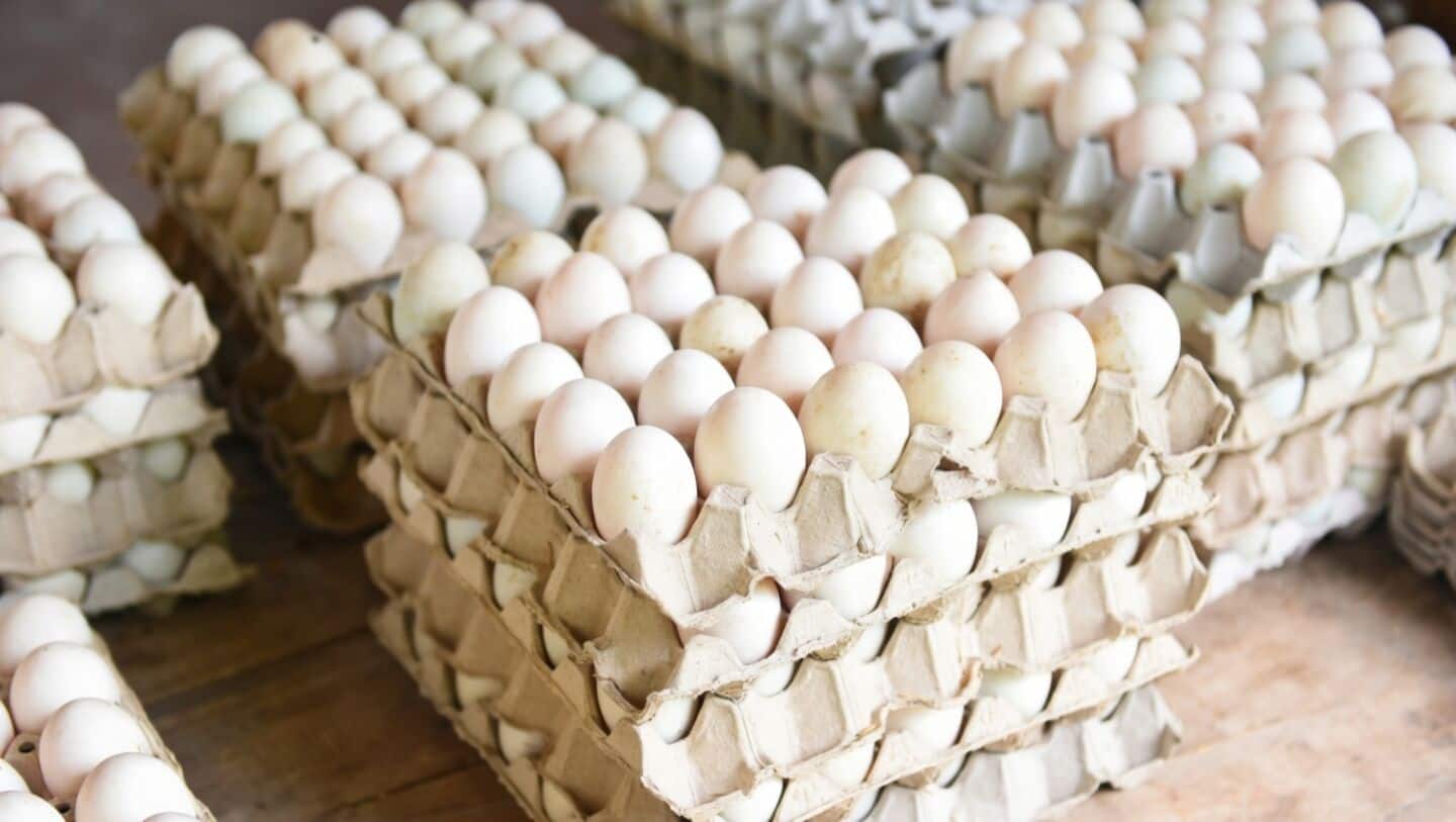Eggs sell for ₹3.5 each in India, but why?