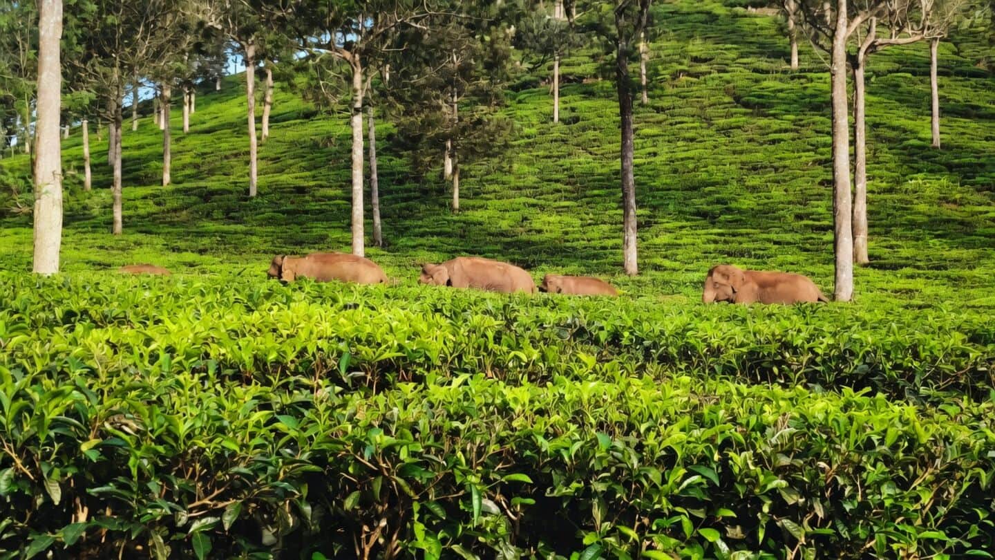 India's July tea production drops 10% to 164 million kg
