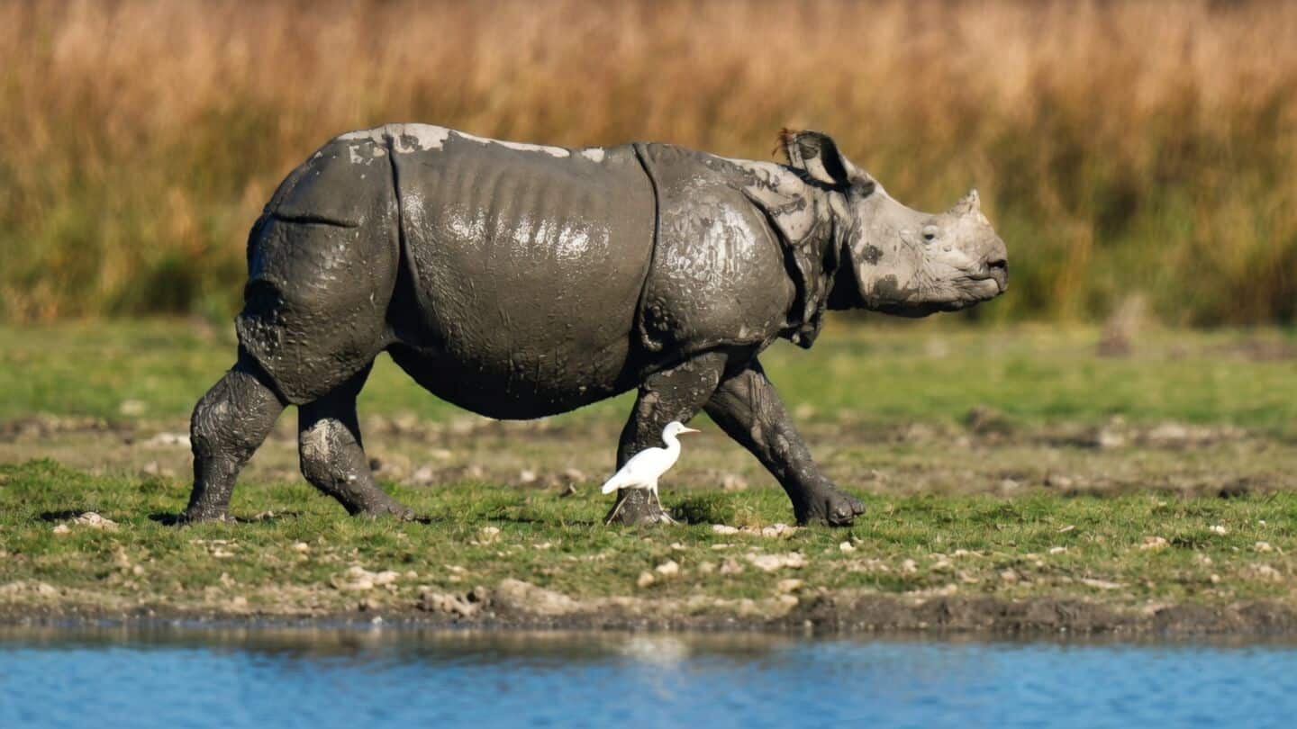 Assam shelters 3,260 1-horned rhinos as 2025 records 0 poaching