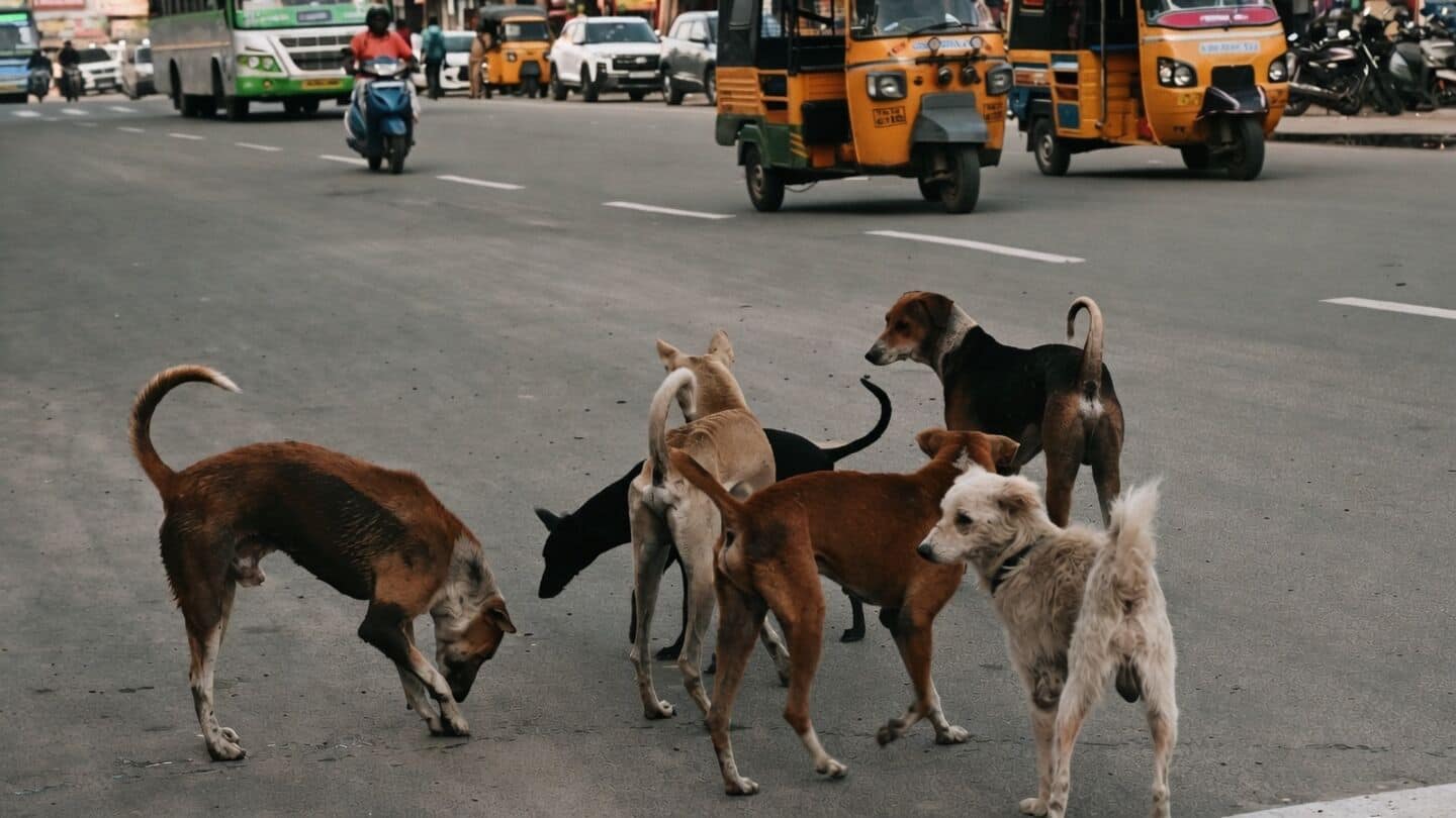 Kerala follows Supreme Court ruling with stray dog euthanasia guidelines