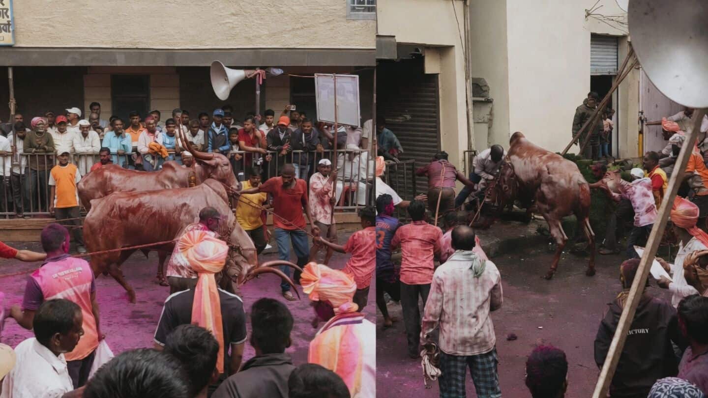 Bull breaks loose at Kolhapur Maharashtra bull-pair competition injuring 6
