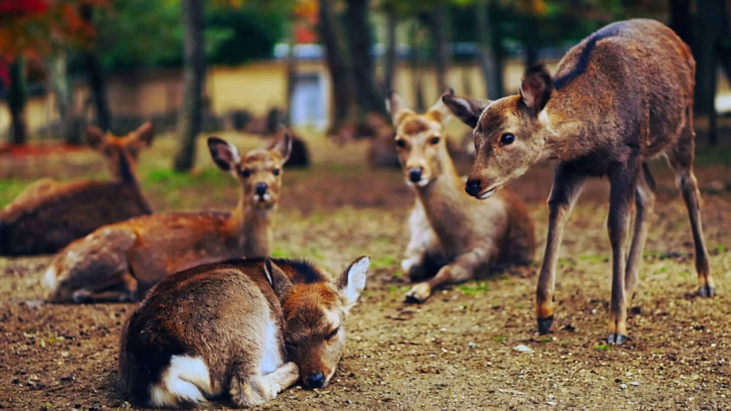 Chhattisgarh: 15 deer killed in dog attack at forest enclosure
