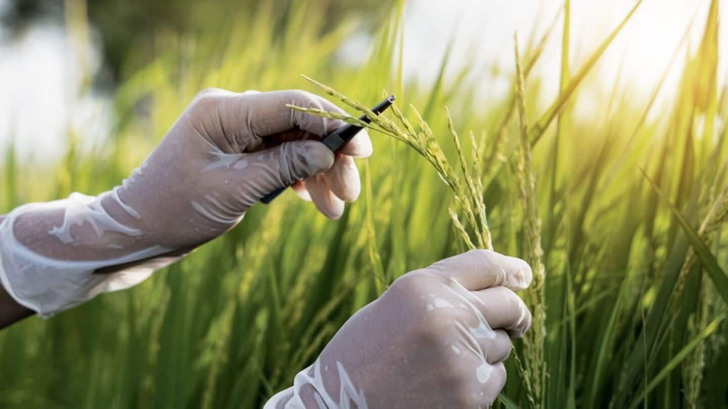 India to explore high value rice products at BIRC 2026