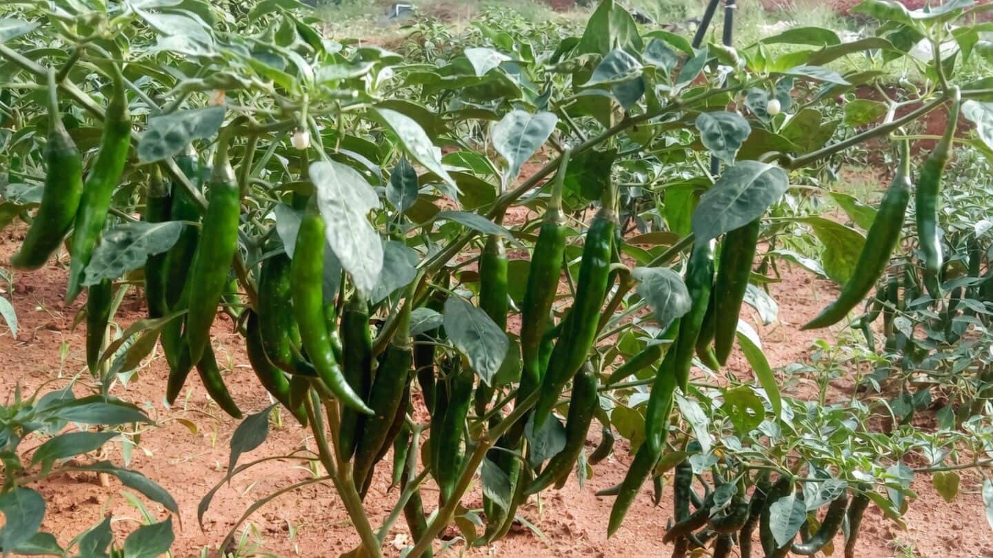 Kerala Agricultural University rolls out 5 crop varieties June 2026