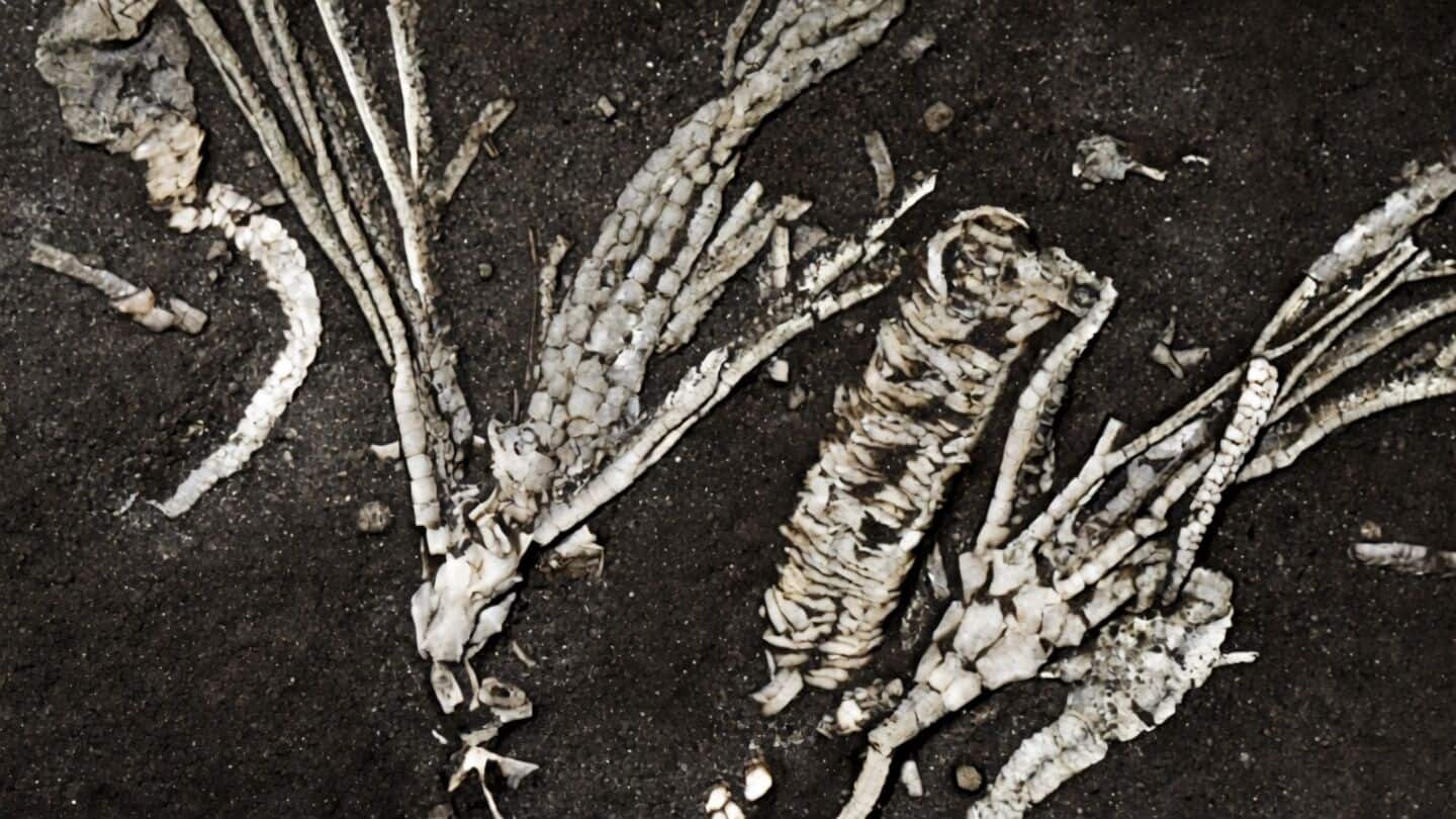 Researchers find rare Dendrocrinus simcoensis fossil with intact soft tissues